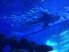 -成都浩海立方海洋公园