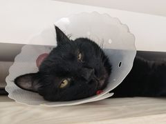 -中农国际动物医院24小时·猫科·骨科·急重症中心