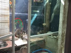 -猫咪博物馆(顶澳仔猫街店)