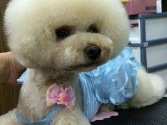 -鑫艺宠物美容培训学校