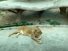 -北京野生动物园