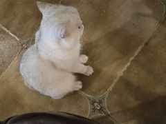 -共舞时光猫咖·狗咖(新街口店)