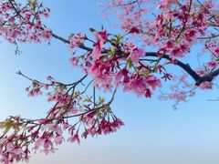 -福建鲤鱼洲酒店