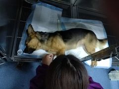 -康成宠物医院24H·CT·核磁共振