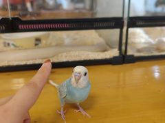 -吉丁鸟咖·异宠·寄养