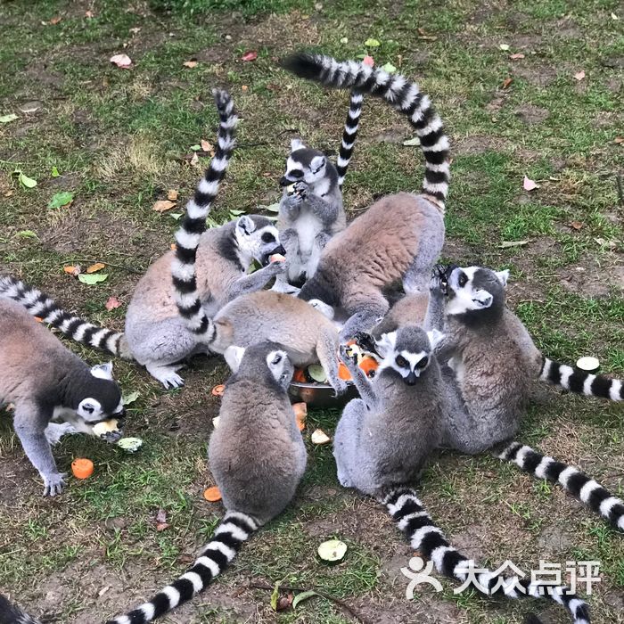 上海好玩的地方|上海最好玩的6个地方！ 一日看人间繁华，适合一家人游玩！