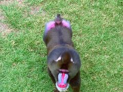 -西霞口神雕山野生动物世界