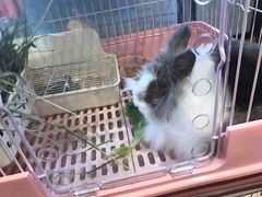 -藦茜花园宠物主题亲子互动体验馆(国顺东路店)