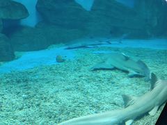 -泉城欧乐堡海洋极地世界