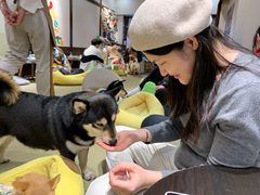 -逗柴咖啡屋·狗咖猫咖宠物桌游