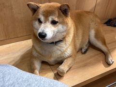 -是阿柴呀！柴犬咖啡·爱喵喵猫咖