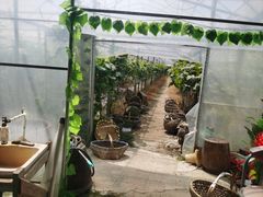 -马陆小张葡萄园农家乐