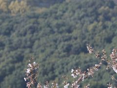 -苏州上方山国家森林公园