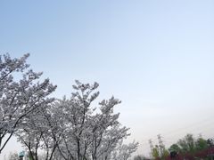 -羊山湖公园
