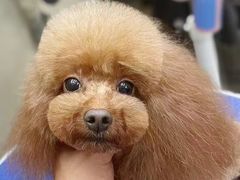 -PETKIT小佩宠物·低压洗护(国顺东路店)