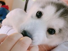 -Husky Go! 哈士奇体验馆·宠物咖啡厅狗咖