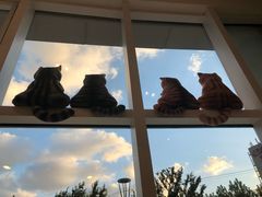 -飞行喵MR PILOT|猫舍·猫咖(静安大融城店)