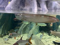 -江和美海洋公园