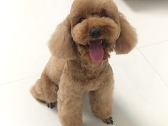 -芭比堂动物医院广州顽皮分院