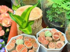 -循礼门鲜花花市(武汉循礼门店)