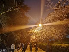 -武汉大学-樱园