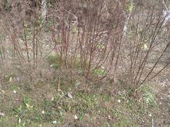 -广西壮族自治区药用植物园