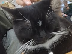 -共舞时光猫咖·狗咖(新街口店)