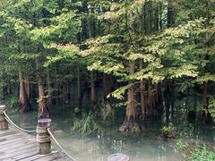 -桤木河湿地公园