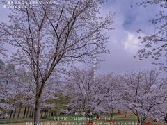 -顾村公园