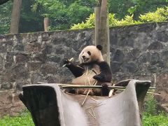 -都江堰中华大熊猫苑