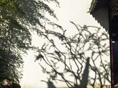 -上海醉白池公园