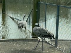 -盐城丹顶鹤湿地生态旅游区