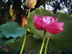 -莲花池公园