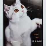 宠物摄影展