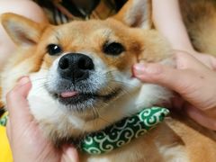 -逗柴咖啡屋·狗咖猫咖宠物桌游