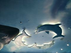 景点-多彩贵州城极地海洋世界