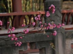 -望江楼公园