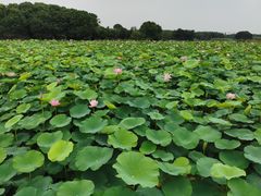 -梁鸿国家湿地公园