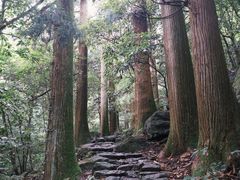 -天目山大树王景区