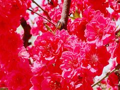 -海棠花溪(元大都城垣遗址公园)