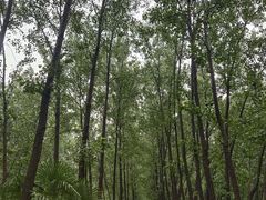 -合肥滨湖国家森林公园