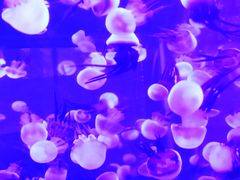 -烟台海昌鲸鲨海洋公园