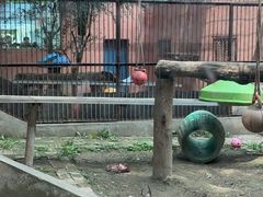 -青藏高原野生动物园