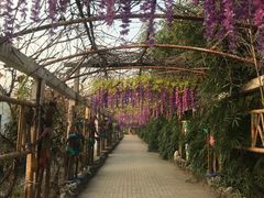 -呀路古热带植物园
