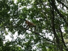 长鼻猴-巴哥国家公园