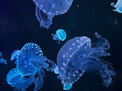 -欢乐海岸海洋奇梦馆