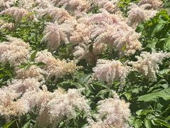 -黑龙江省森林植物园
