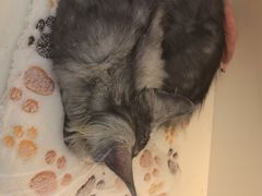 -小猫来了·猫咪专售(红山六九七九店)