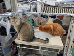 -喵屿·大理花园猫咖
