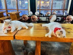 -蓝鲸·缅因猫舍